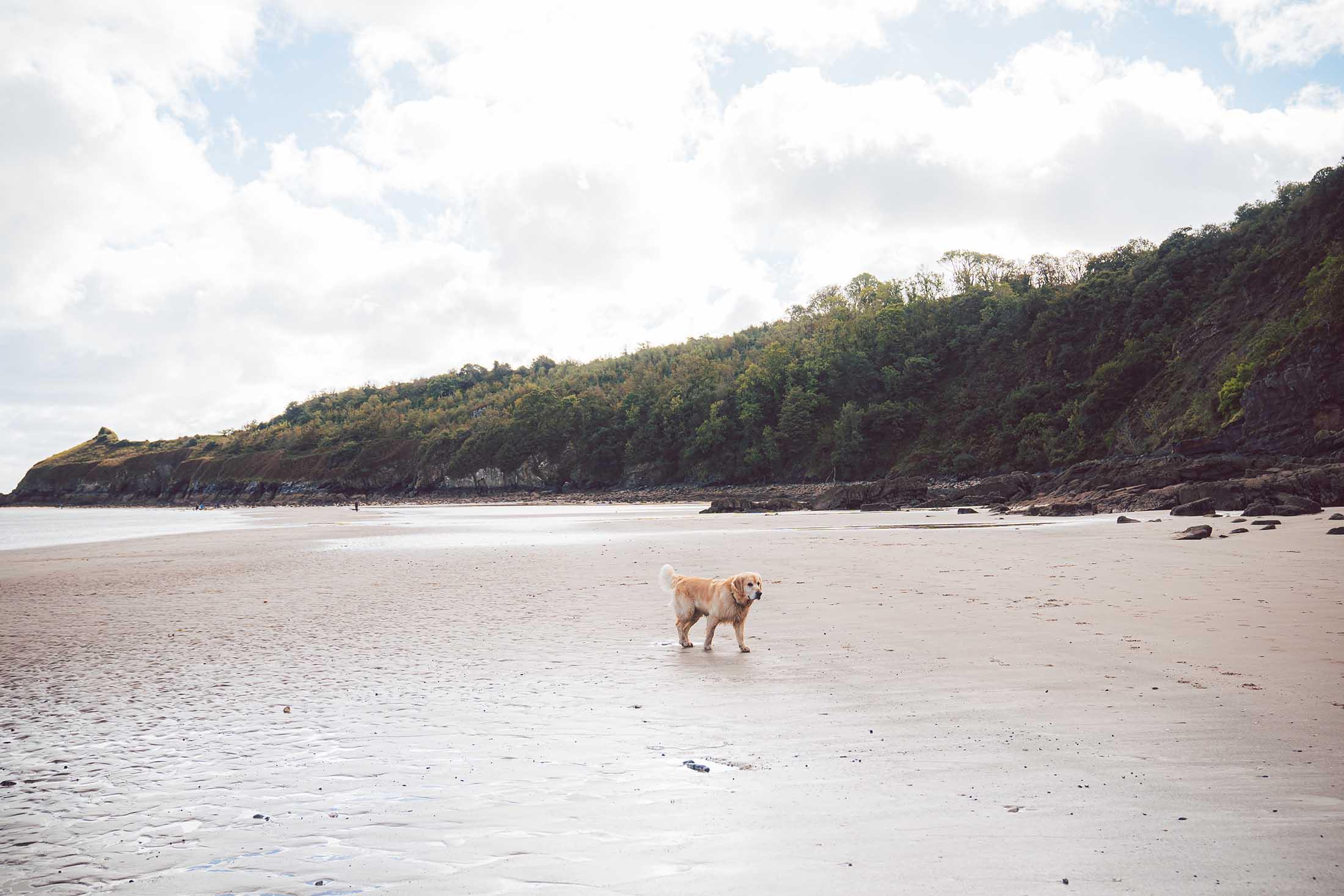 what beaches in england allow dogs