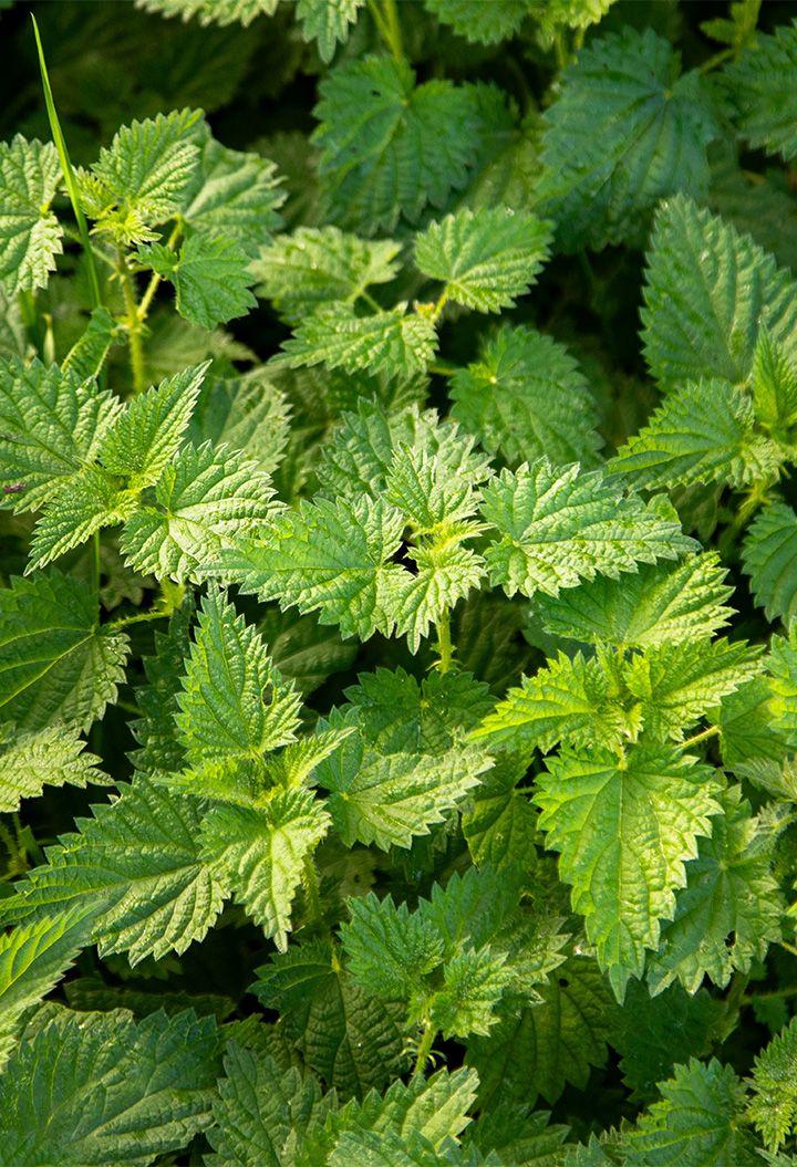 We wanted to see if it was possible to only eat stinging nettles for a full day