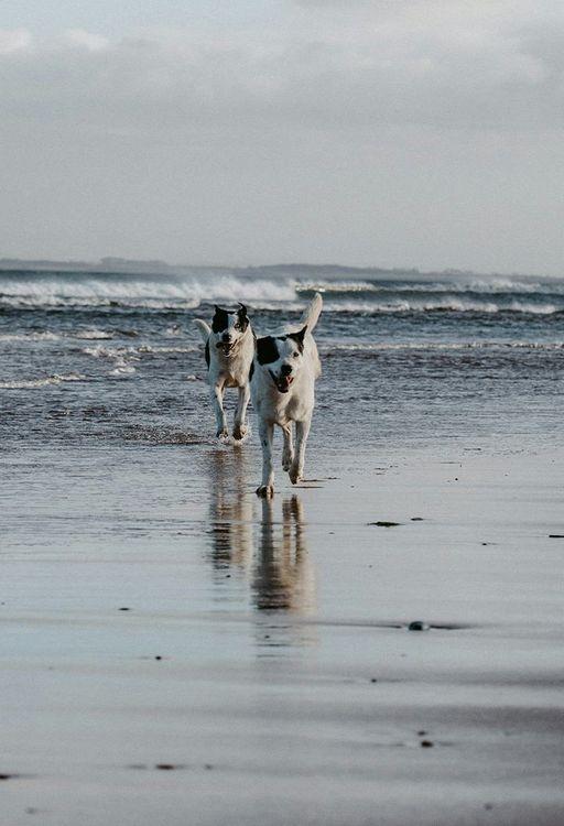 Dog-freindly beaches in Cornwall 