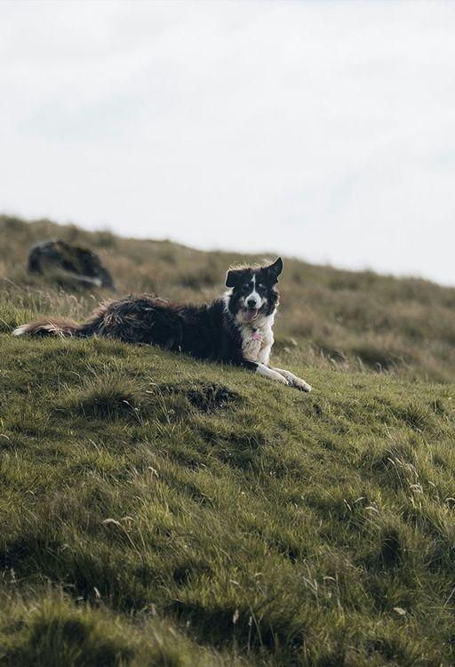 Dog-friendly cabins in Scotland