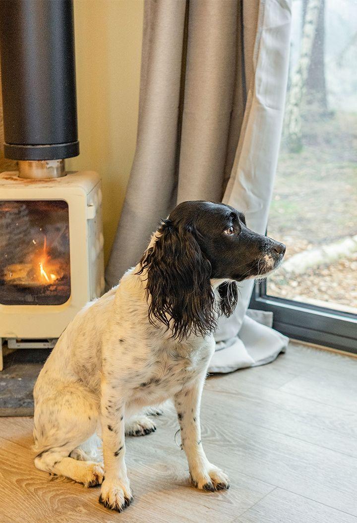 dog-friendly cabins in the Lake District