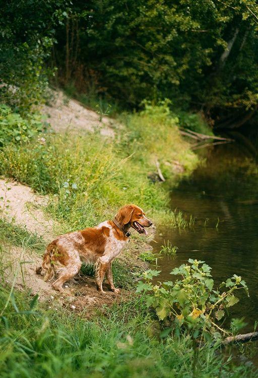 Dog-friendly cabins in Northumberland