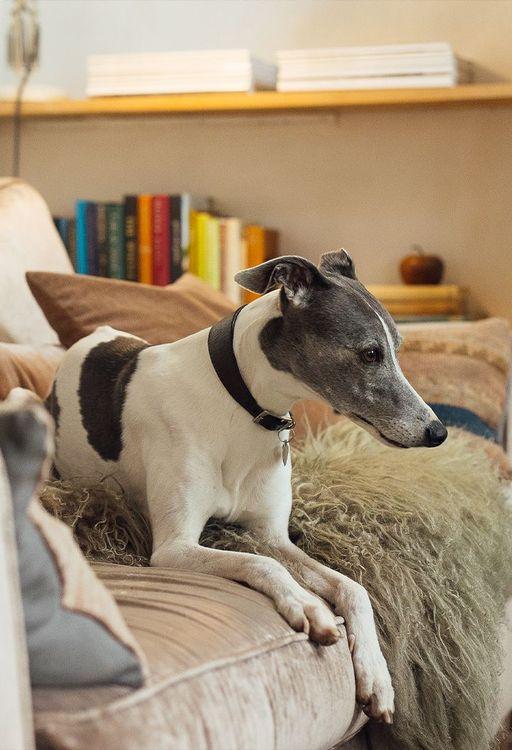 Dog-friendly cabins in Wales