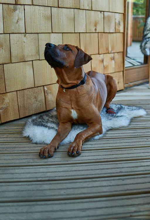 dog-friendly cabins in Devon 