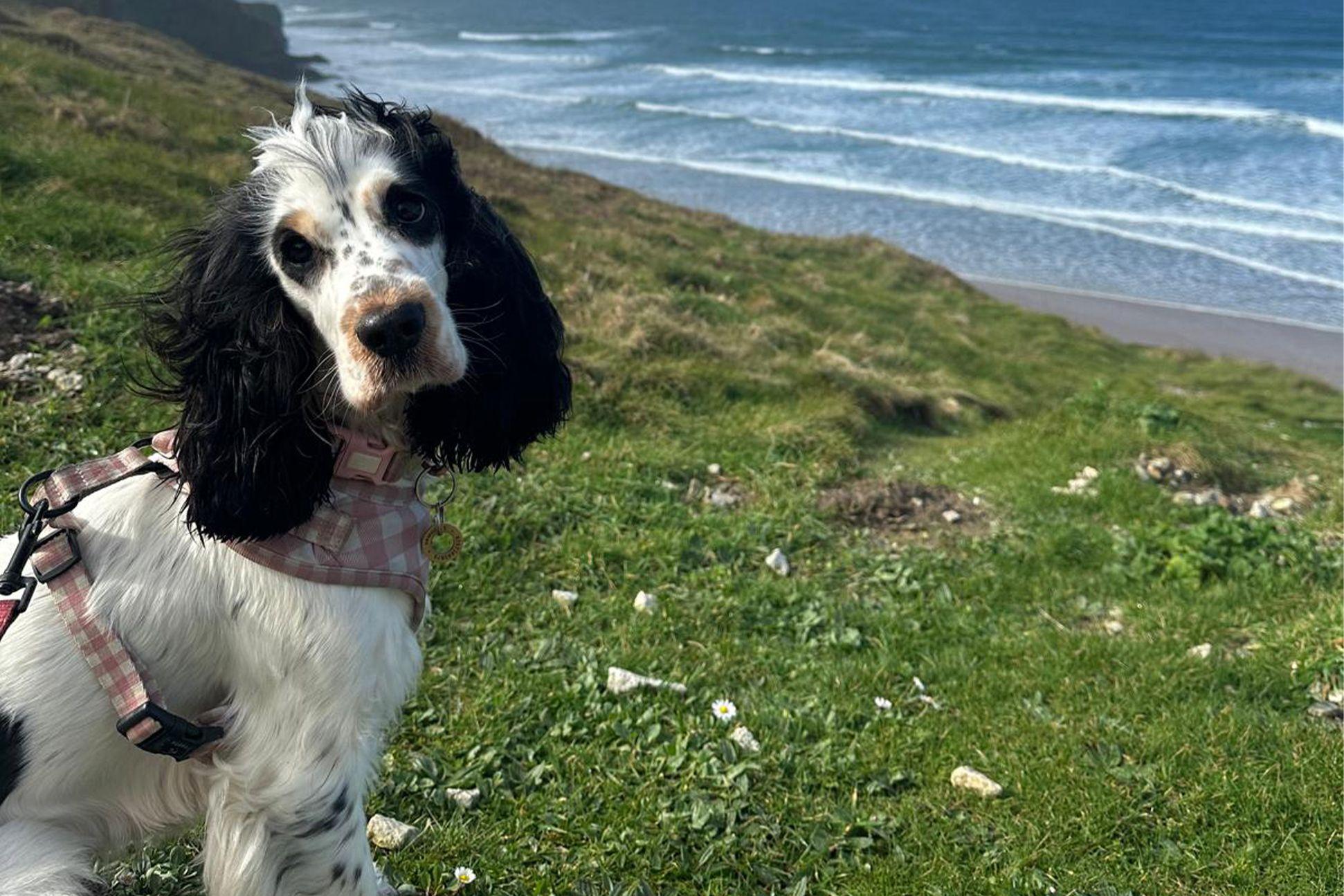 Millie at Watergate Bay