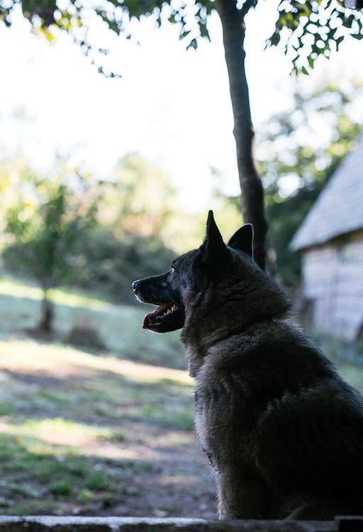 Affordable dog-friendly glamping breaks in Cornwall 