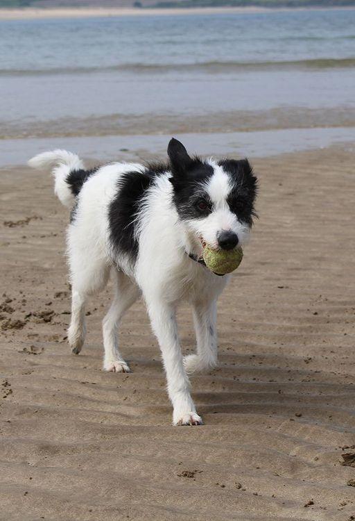 Dog-friendly cabins in Cornwall