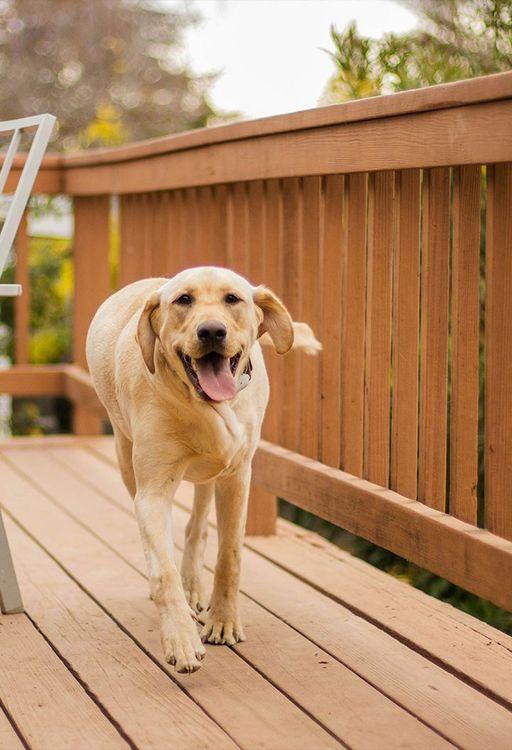 Dog-friendly treehouses in Scotland