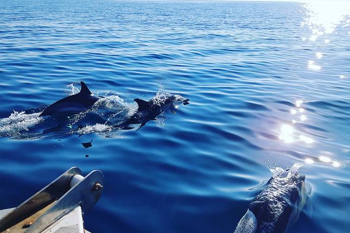 WilderMe geodomes glamping - dolphins, Kingsand, Cornwall