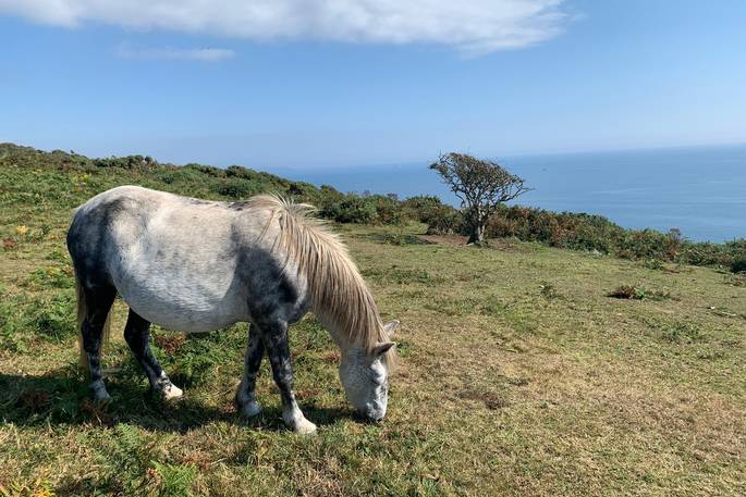 WilderMe geodomes glamping - wild horse, Kingsand, Cornwall