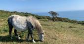 WilderMe geodomes glamping - wild horse, Kingsand, Cornwall