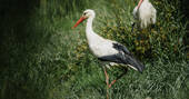 Stork