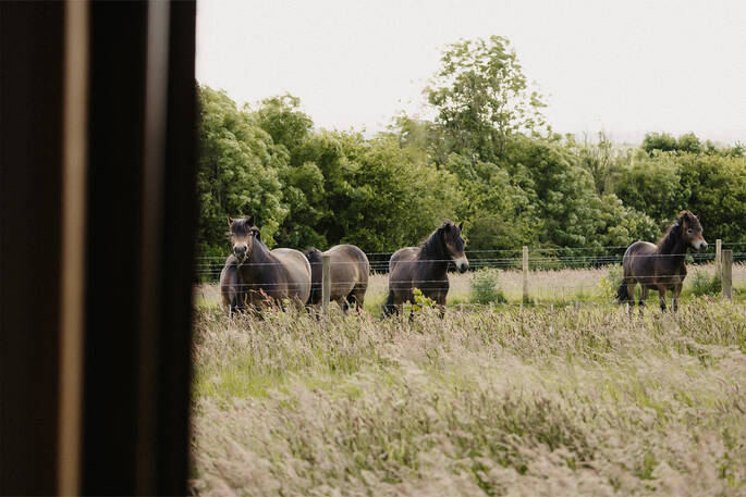 View of horses from hut