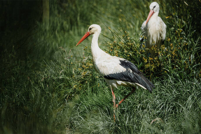 Stork