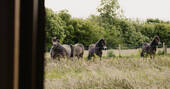 View of horses from hut