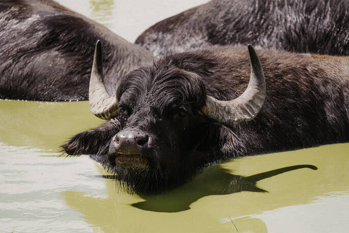 Water buffalo