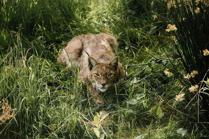 Crouching lynx