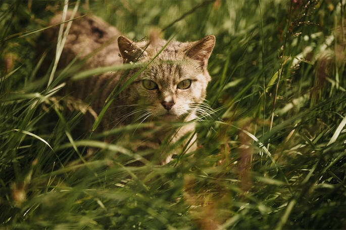 Wild cat