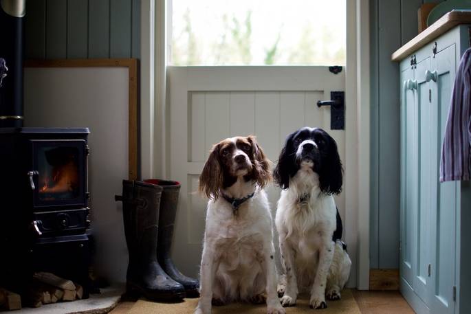 Dogs inside Bathsheba, shepherds hut, holiday, dogs, Ash farm, Dorset, England