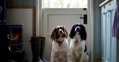 Dogs inside Bathsheba, shepherds hut, holiday, dogs, Ash farm, Dorset, England