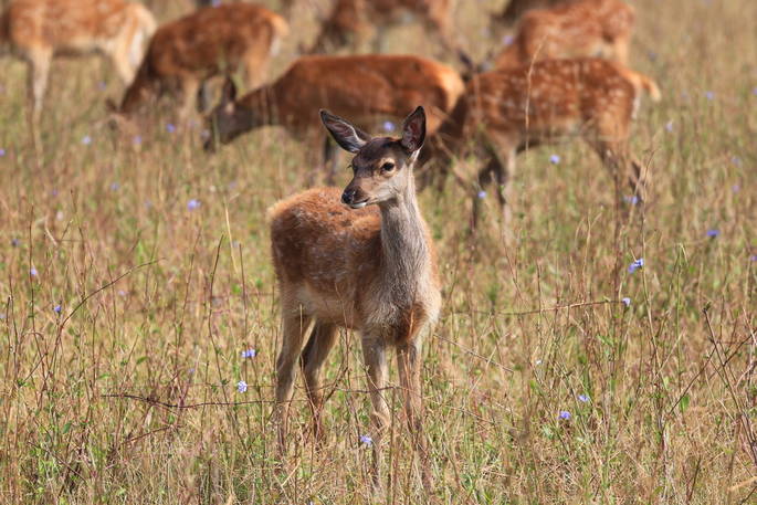 Wildlife around the estate