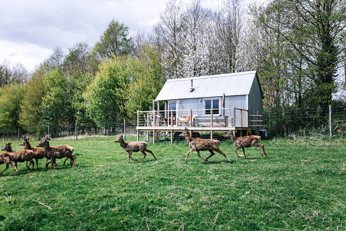 Exterior view of the space showing deer in the field next to the hut