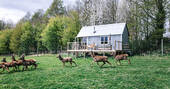 Exterior view of the space showing deer in the field next to the hut