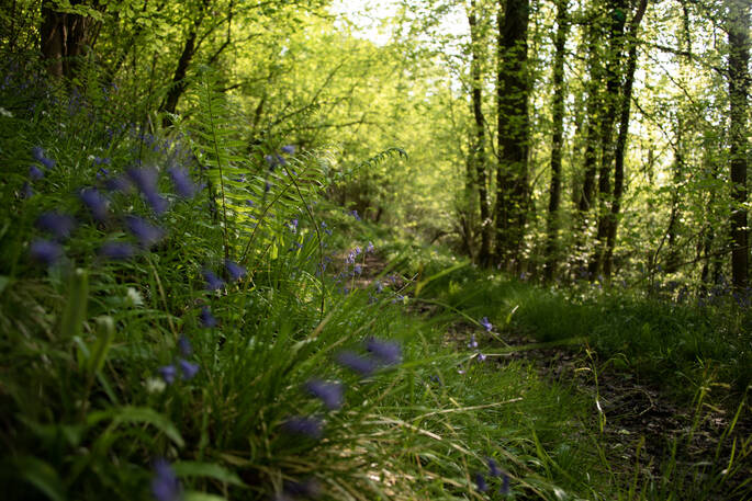 Bluebells and ferns in woods