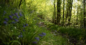 Bluebells and ferns in woods