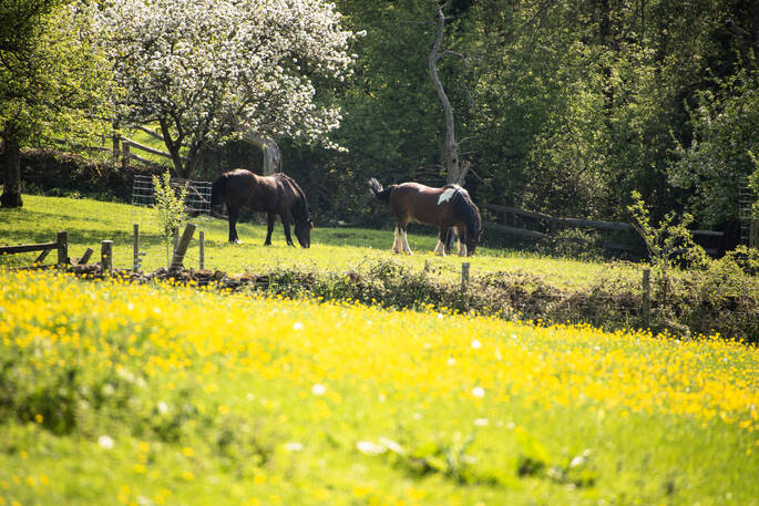 Ponies in Orchard