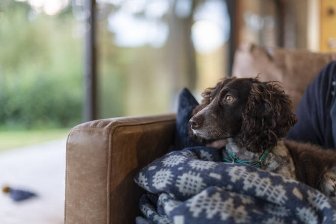 Rowan Cabin - dog friendly, Clifford, Hereford, Herefordshire - photo by Alex Treadway