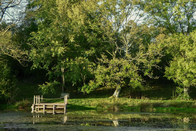 Pond and trees