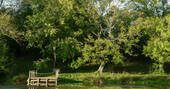 Pond and trees