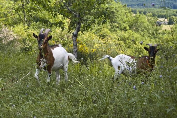 Goats roaming the fields at Le Camp in France