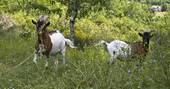 Goats roaming the fields at Le Camp in France