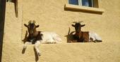 Cute goats relaxing on a ledge at Le Camp in France